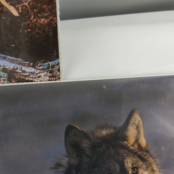 - Bruce lakofka, Tom Bakefield posters wolf panther 8x10 3 prints lot - Picture 12 of 14